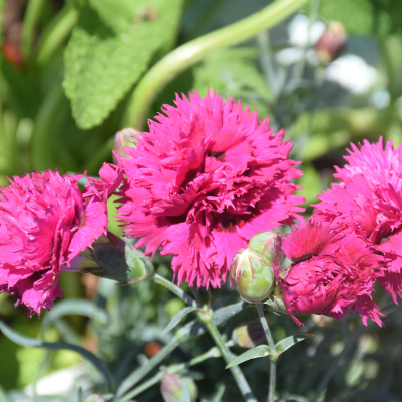 DIANTHUS SPIKED PUNCH