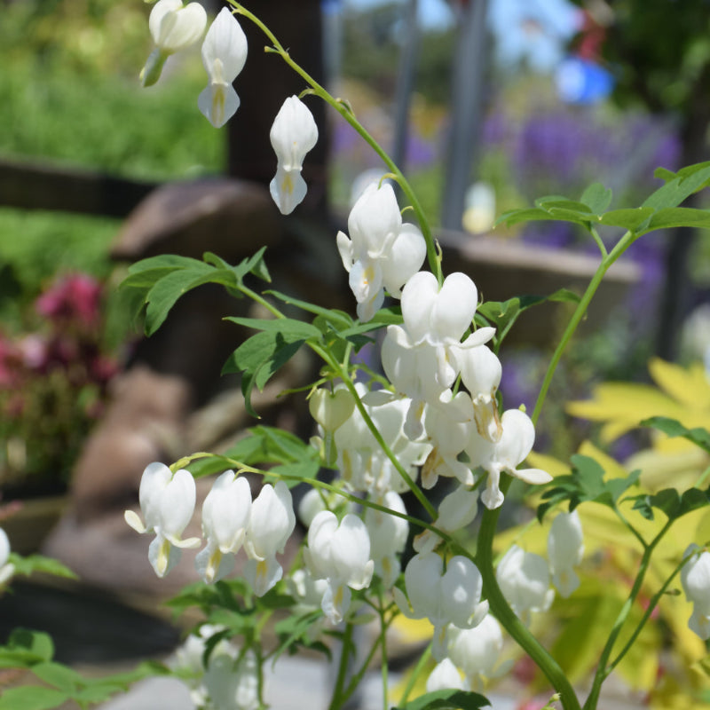 DICENTRA ALBA