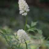 ACTAEA MISTY BLUE