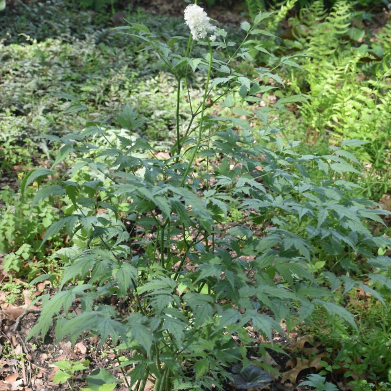 ACTAEA MISTY BLUE