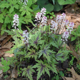 TIARELLA CUTTING EDGE