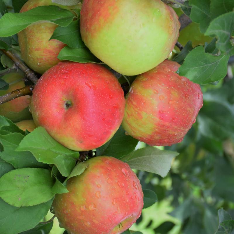 APPLE HONEYCRISP