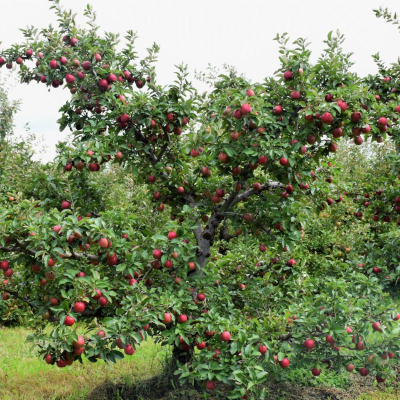 APPLE RED DELICIOUS