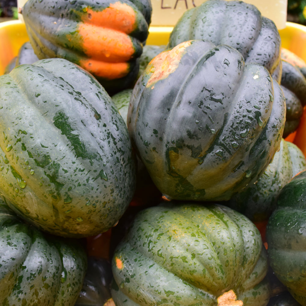 Organic Seed- Squash Table Queen