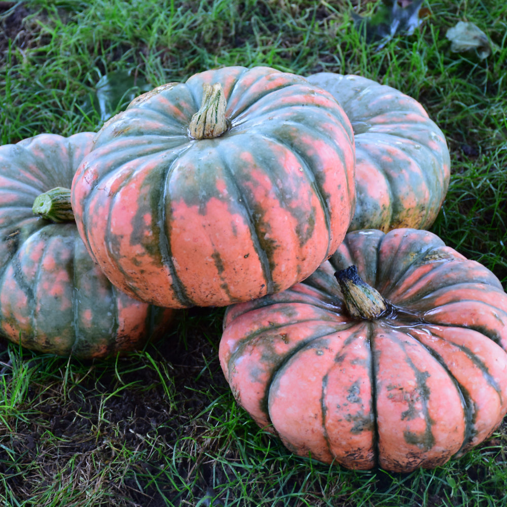 Seed- Pumpkin Musquee De Provence