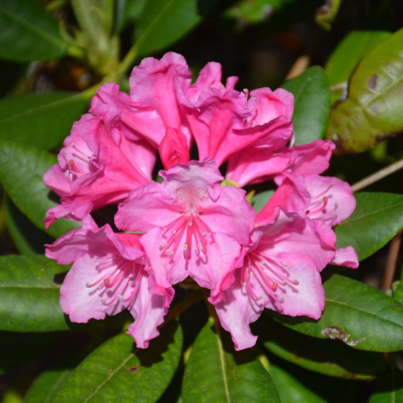 RHODODENDRON HAAGA