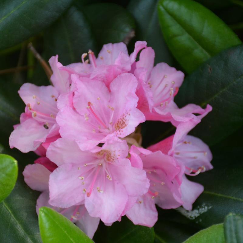 RHODODENDRON HELSINKI UNIVERSI