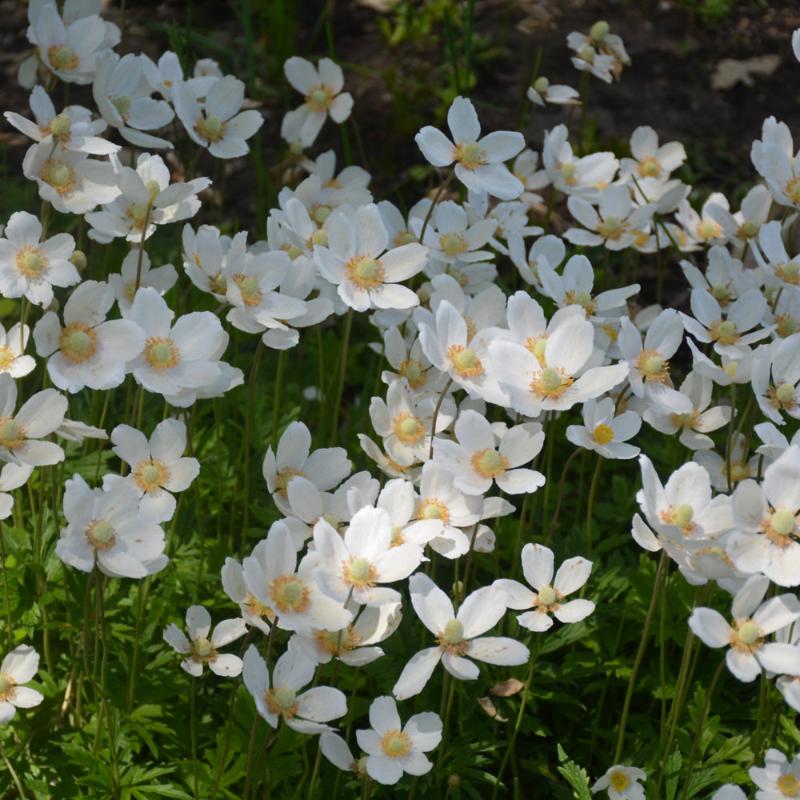 ANEMONE SYLVESTRIS