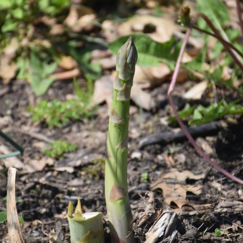 ASPARAGUS JERSEY GIANT