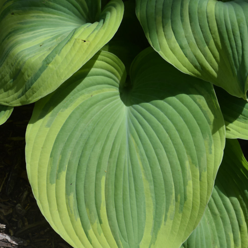 HOSTA EARTH ANGEL