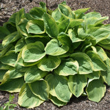 HOSTA BEDAZZLED