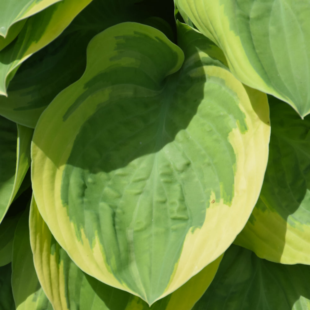 HOSTA BEDAZZLED