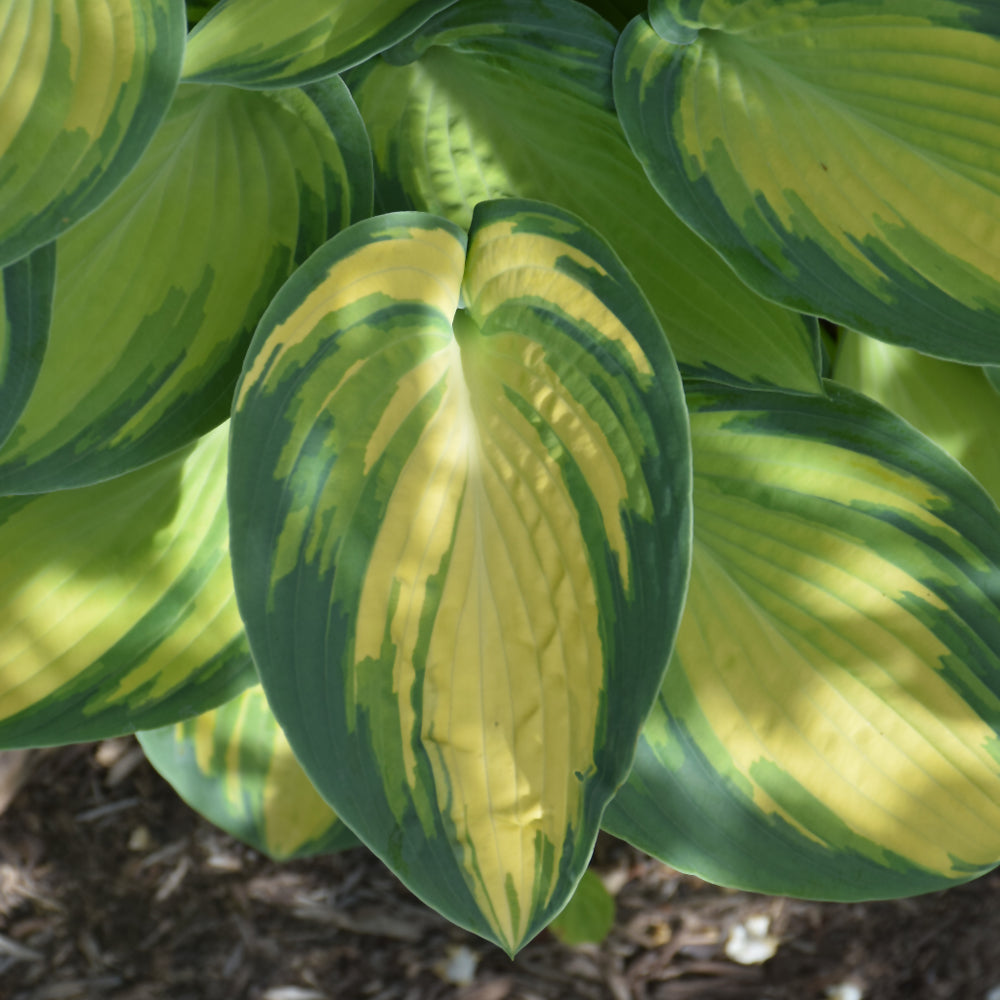 HOSTA JUNE