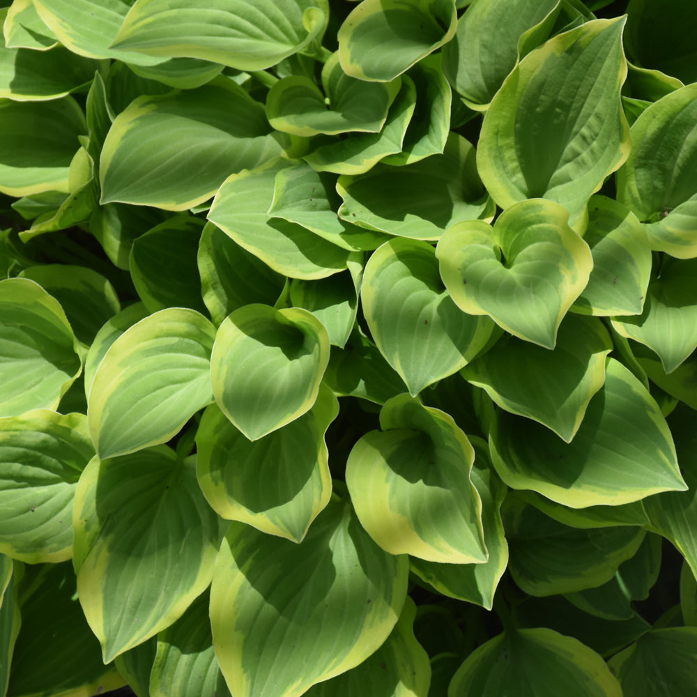 HOSTA GOLDEN TIARA