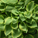 HOSTA GOLDEN TIARA