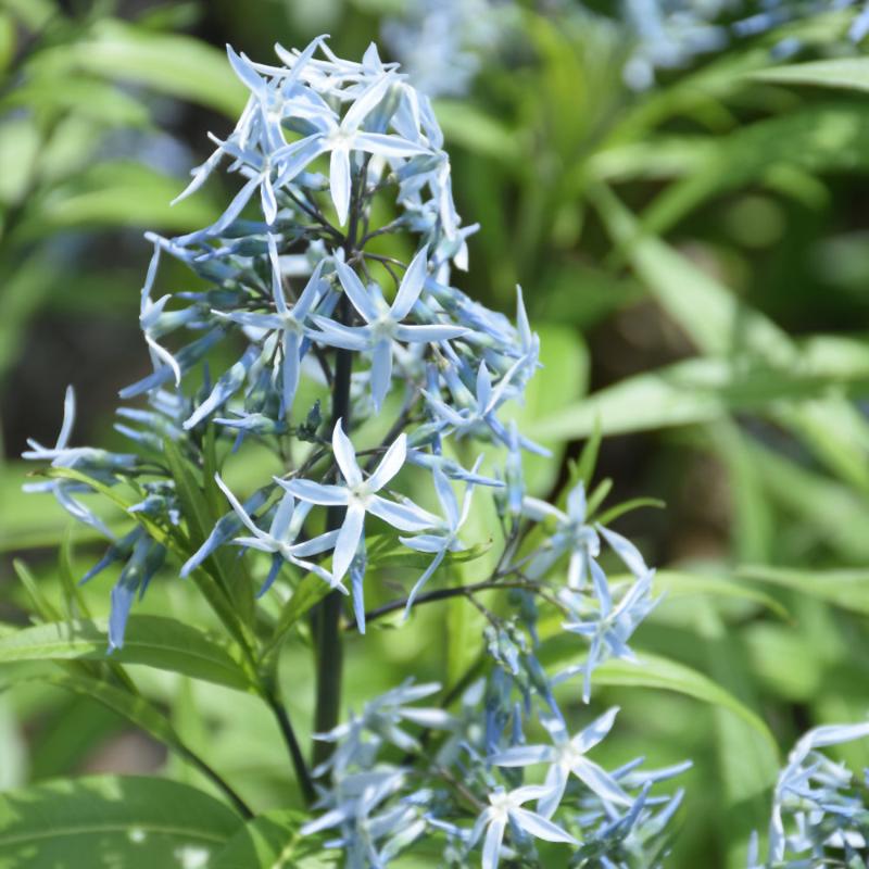 AMSONIA HUBRICHTII