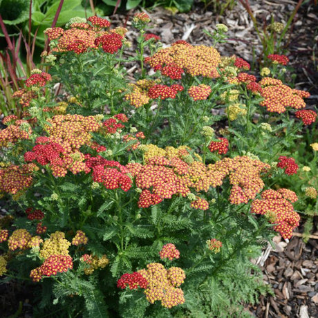 ACHILLEA STRAWBERRY SEDUCTION