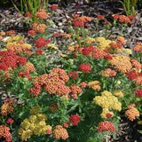 ACHILLEA TERRA COTTA