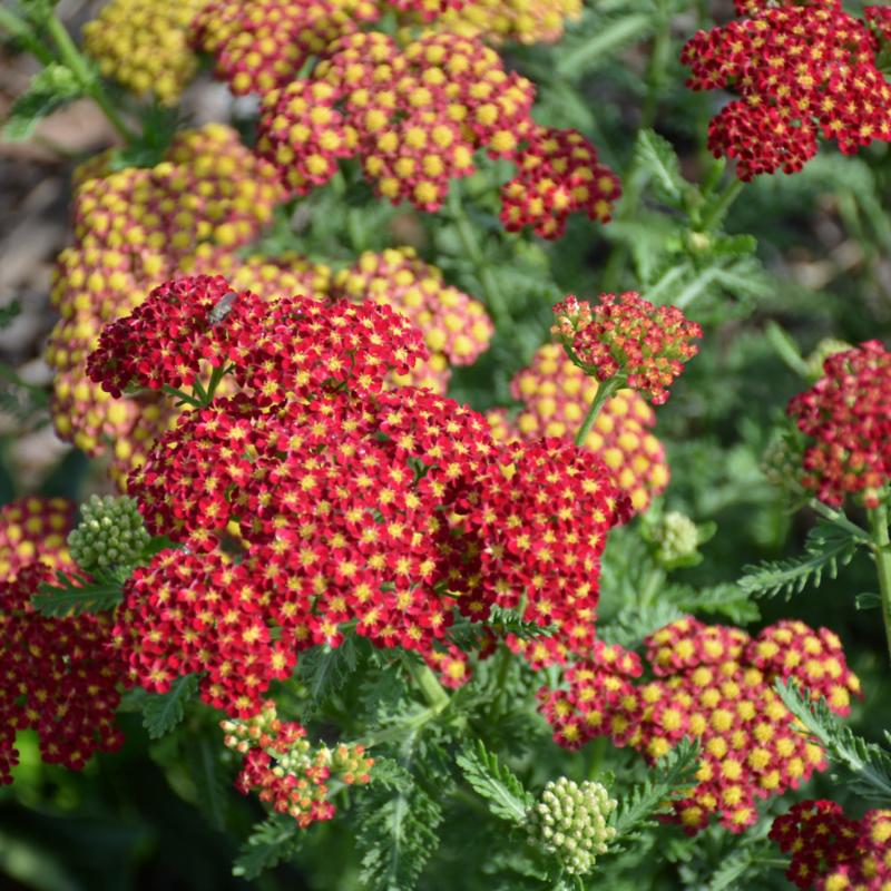 ACHILLEA TERRA COTTA