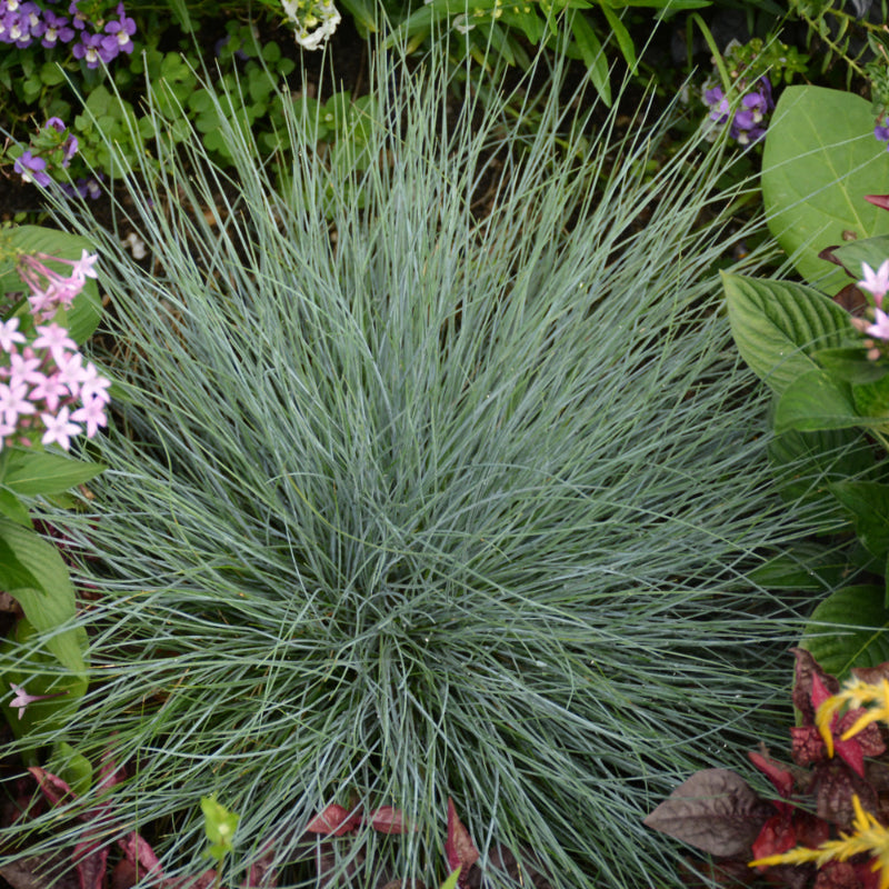 FESTUCA BEYOND BLUE