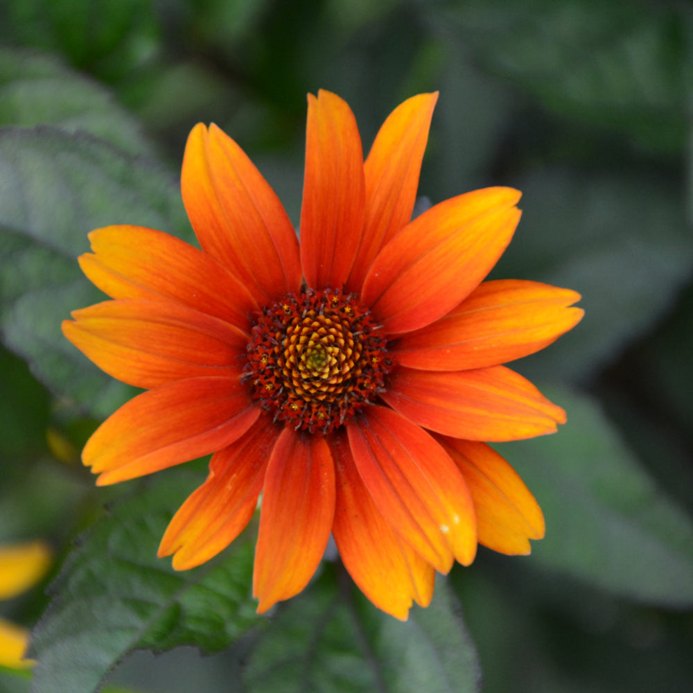 HELIOPSIS BLEEDING HEARTS