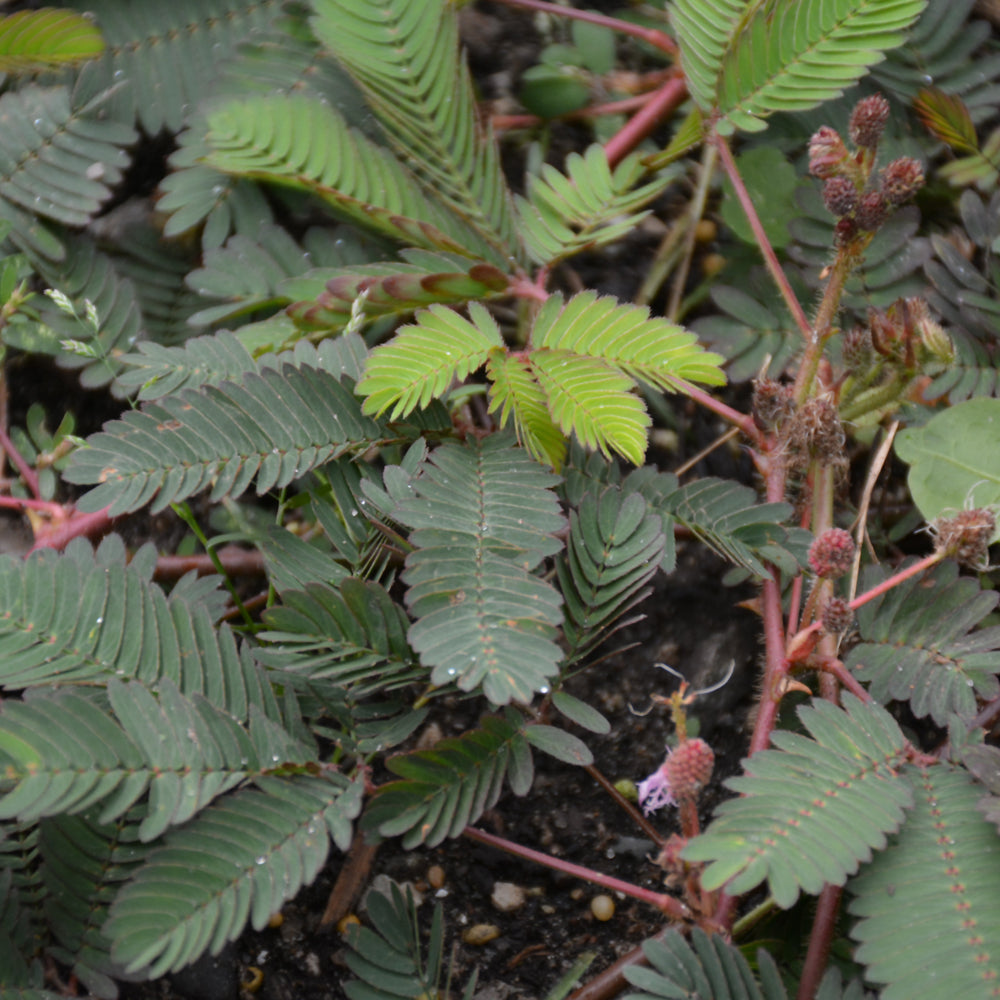 MIMOSA SENSITIVE PLANT