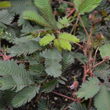 MIMOSA SENSITIVE PLANT