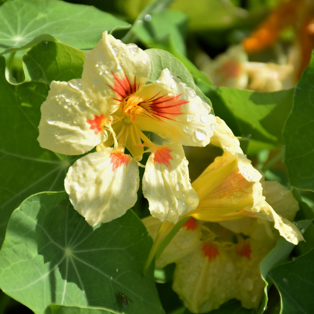 Seed- Nasturtium Peach Melba