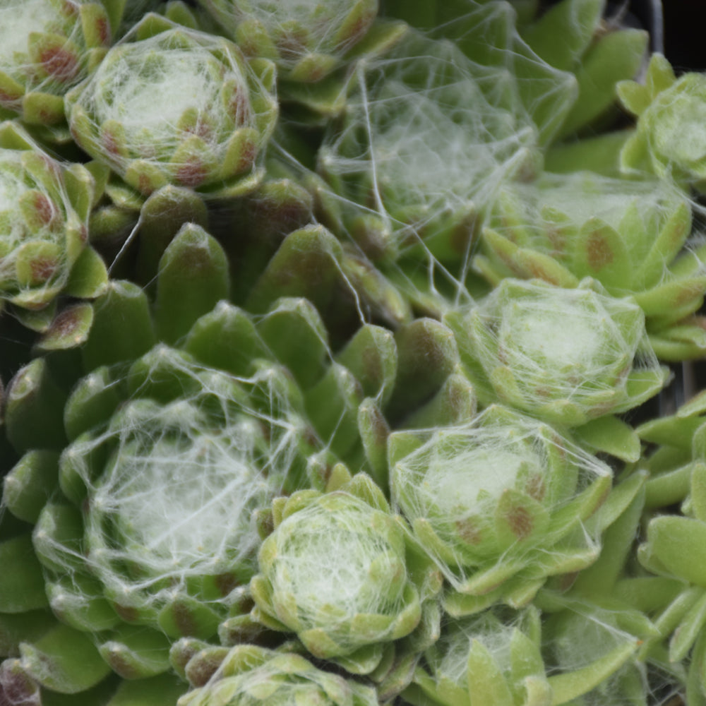 SEMPERVIVUM COBWEB AND BUTTONS