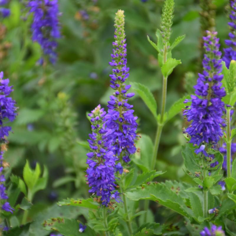 VERONICA RONICA BLUE