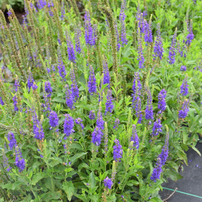 VERONICA RONICA BLUE