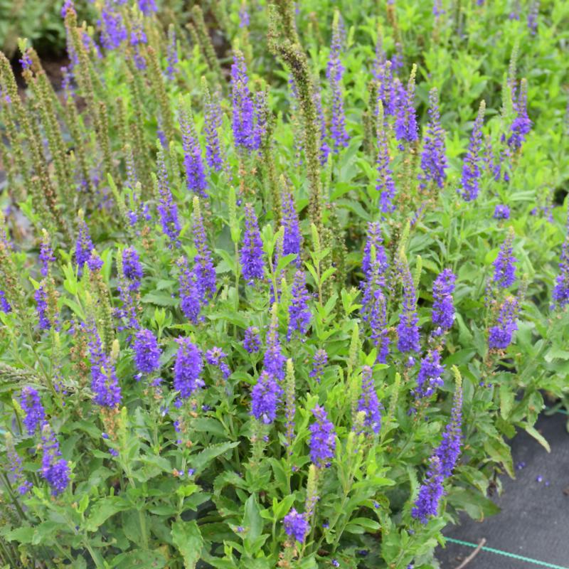 VERONICA RONICA BLUE