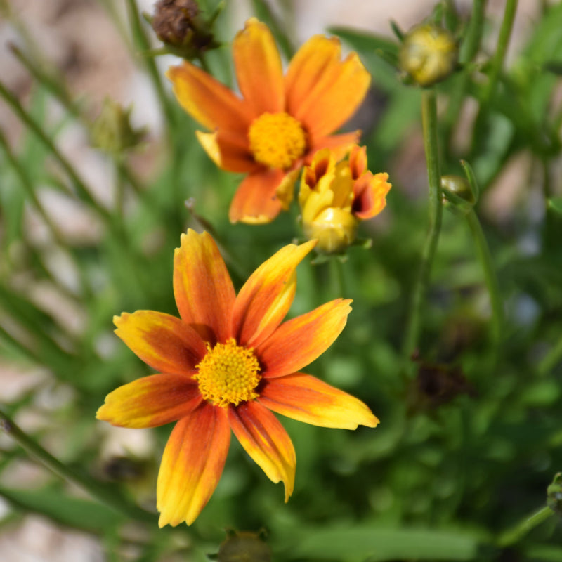 COREOPSIS LIL BANG ORANGE ELF