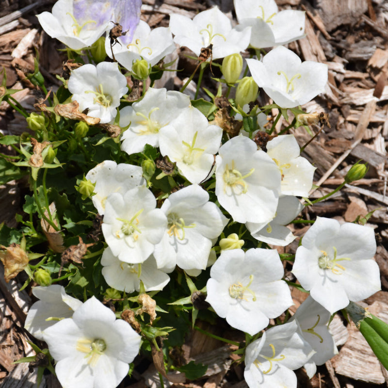 CAMPANULA PRISTAR WHITE