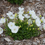 CAMPANULA PEARL WHITE