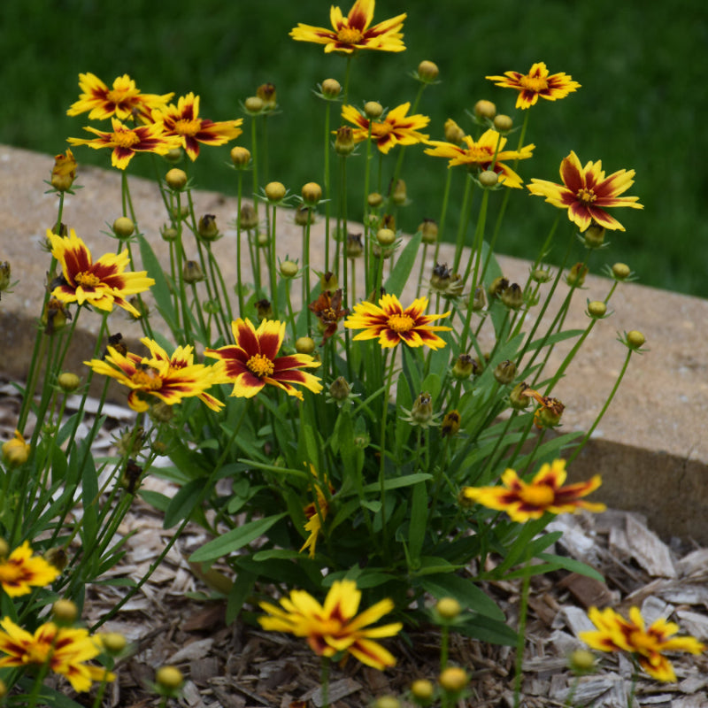 COREOPSIS GOLDEN STARDUST