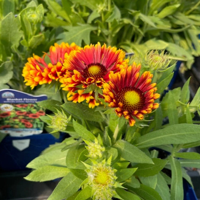 GAILLARDIA TOP COPPER SUN