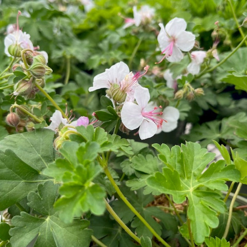 GERANIUM BIOKOVO