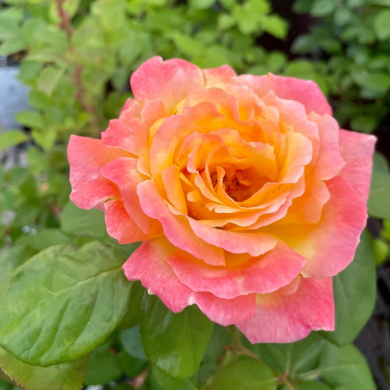 ROSE GRANDIFLORA GLOWING PEACE