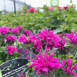 MONARDA GRAPE GUMBALL