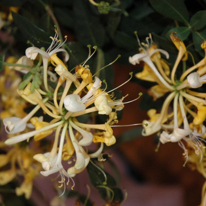 LONICERA SCENTSATION