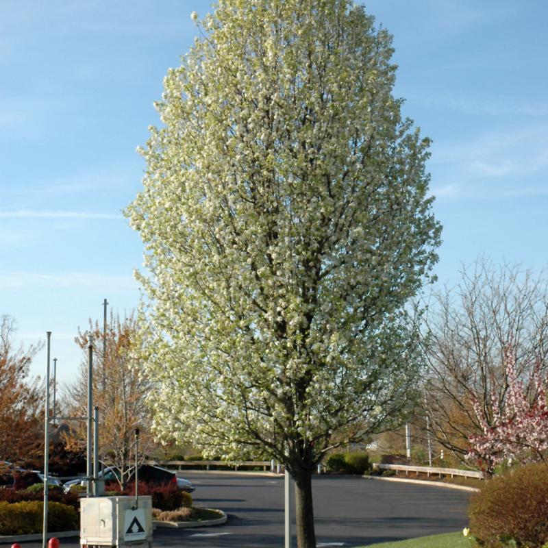 ORNAMENTAL PEAR CHANTICLEER