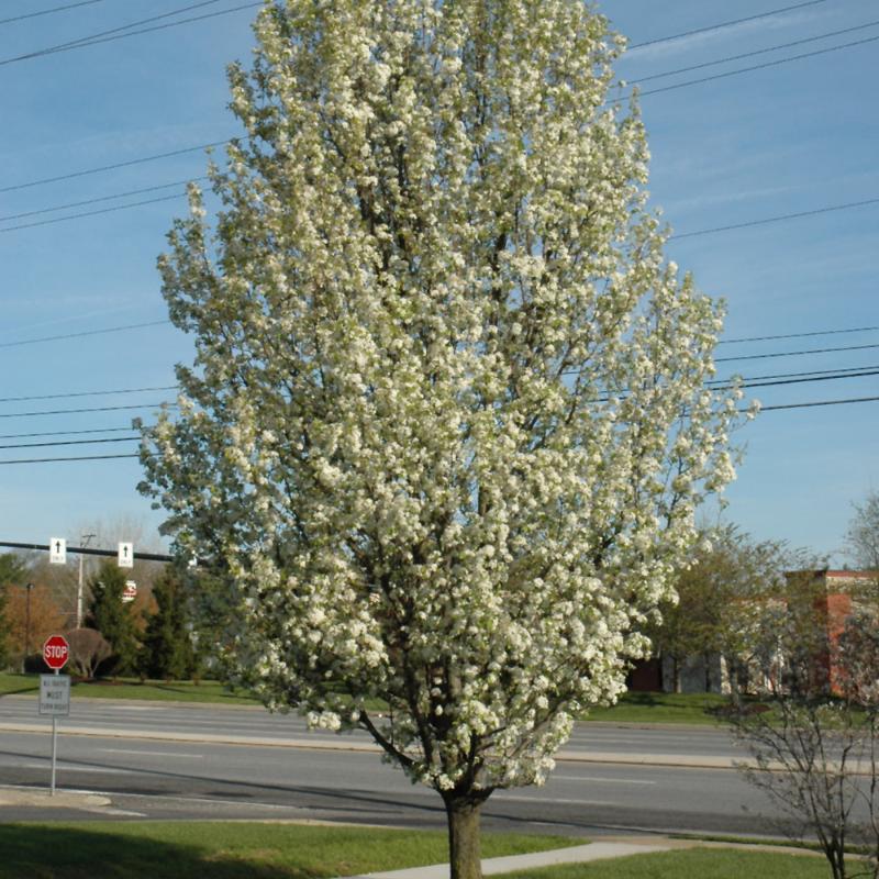 ORNAMENTAL PEAR REDSPIRE