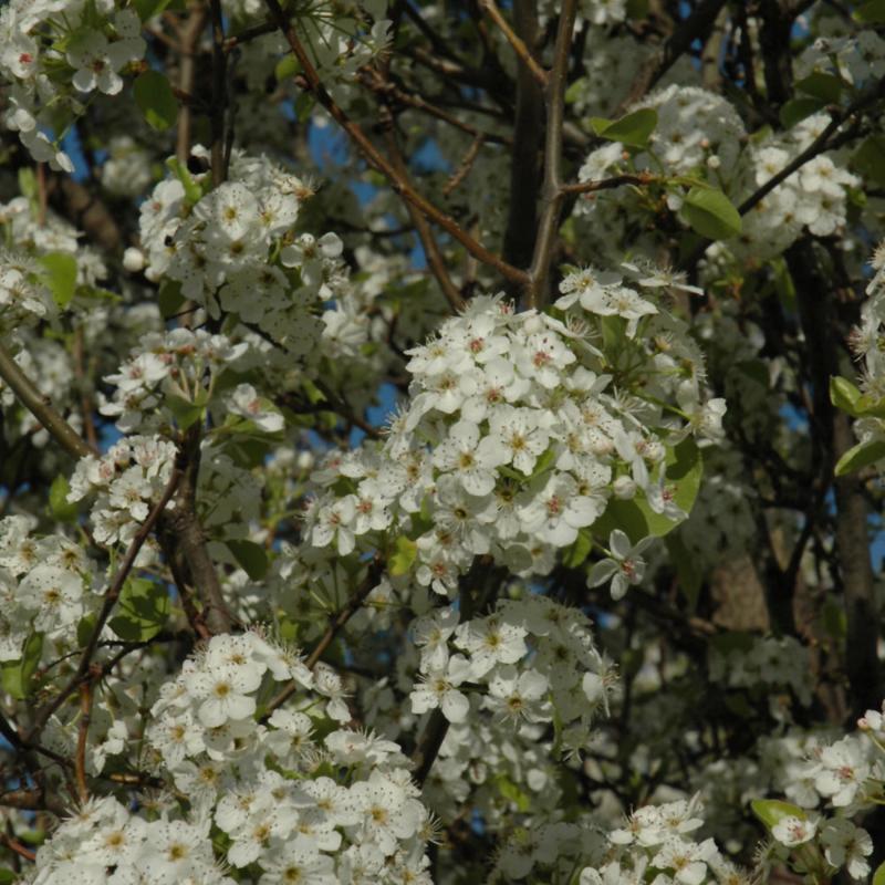 ORNAMENTAL PEAR CHANTICLEER