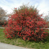 QUINCE TEXAS SCARLET