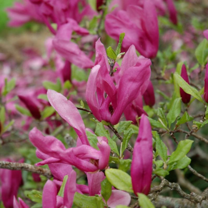 MAGNOLIA SUSAN