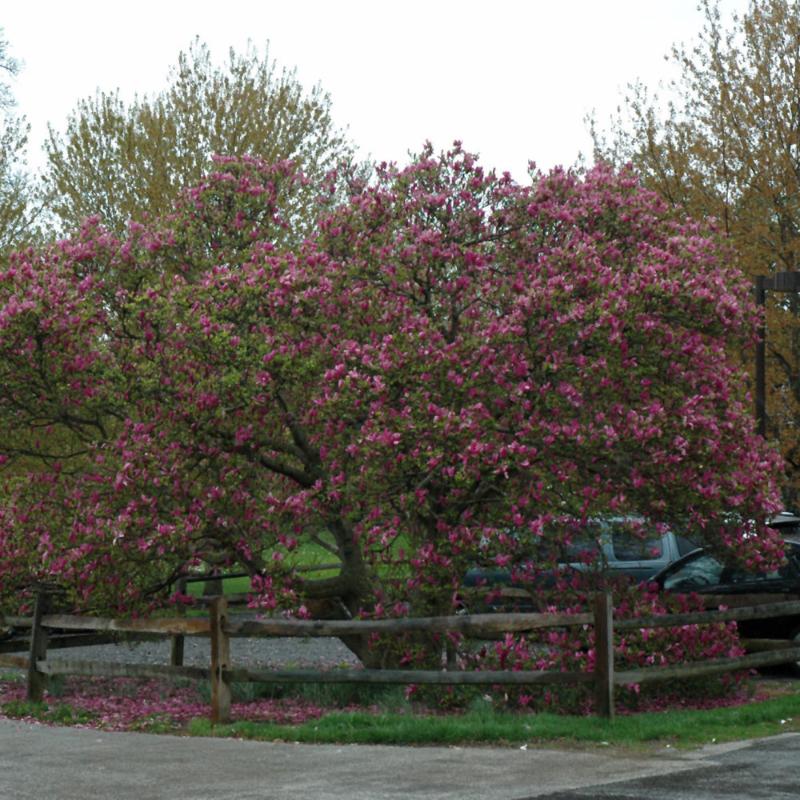 MAGNOLIA SUSAN