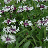 CENTAUREA AMETHYST IN SNOW