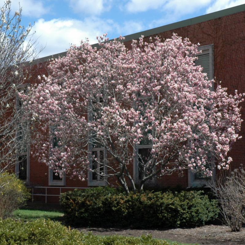 MAGNOLIA SAUCER