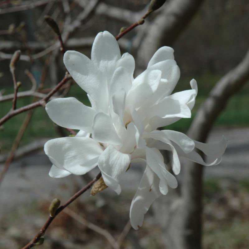 CRABAPPLE SPRING SNOW